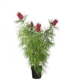 1 Mr Plant Konstgjord Grevillea 110 cm