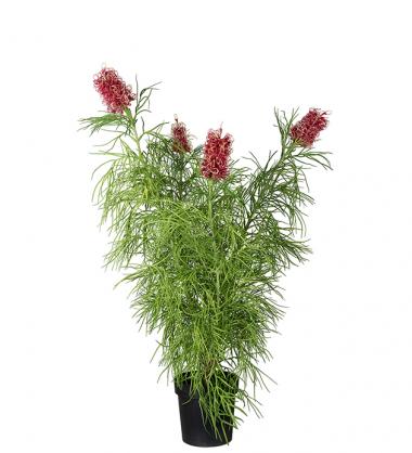 Mr Plant XX  Konstgjord Grevillea 110 cm