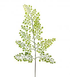 Mr Plant Mr Plant - Konstgjord Adiantum blad 60 cm