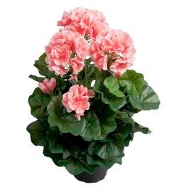 1 Mr Plant Mr Plant - Konstgjord Pelargon 35 cm Rosa