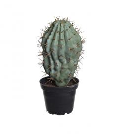1 Mr Plant Mr Plant - Konstgjord Kaktus 18 cm