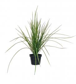 1 Mr Plant Mr Plant - Konstgjord Gräs 40 cm