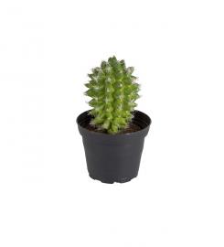 1 Mr Plant Mr Plant - Konstgjord Kaktus 13 cm