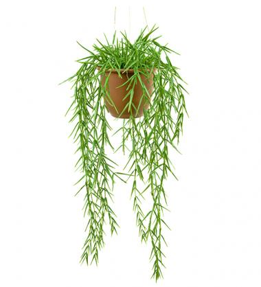 Mr Plant Mr Plant - Konstgjord Hoya 45 cm