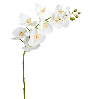 Mr Plant Mr Plant - Konstgjord Orkidstjlk Phalaenopsis. 105 cm