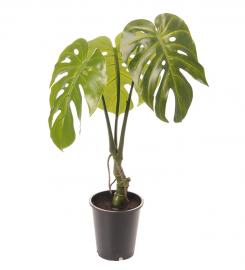Mr Plant Mr Plant - Konstgjord Monstera planta 60 cm