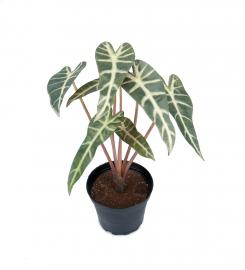 Mr Plant Mr Plant - Konstgjord Alocasia 30 cm