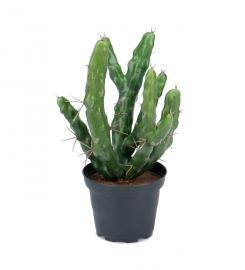 1 Mr Plant Mr Plant - Konstgjord Kaktus 23 cm