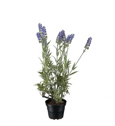 Mr Plant Mr Plant - Konstgjord Lavendel 45 cm