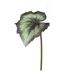 1 Mr Plant Konstgjord Rexbegonia blad 20 cm
