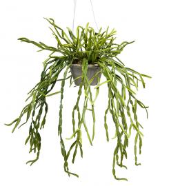 1 Mr Plant Konstgjord Rhipsalis 55 cm