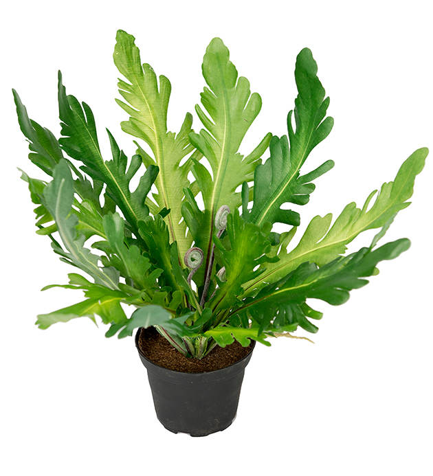 Mr Plant Mr Plant - Konstgjord Ormbunke 25 cm
