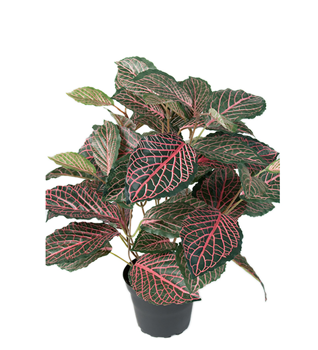 Mr Plant Mr Plant - Konstgjord Fittonia 40 cm